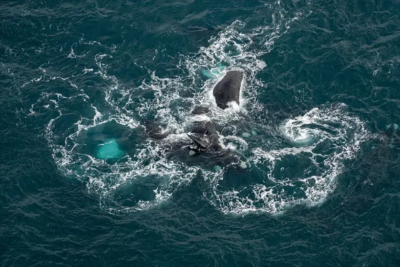 Observation de baleines depuis un ULM