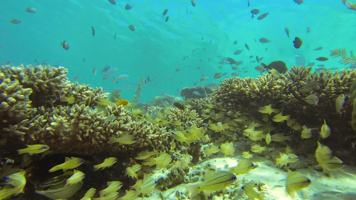 Poissons