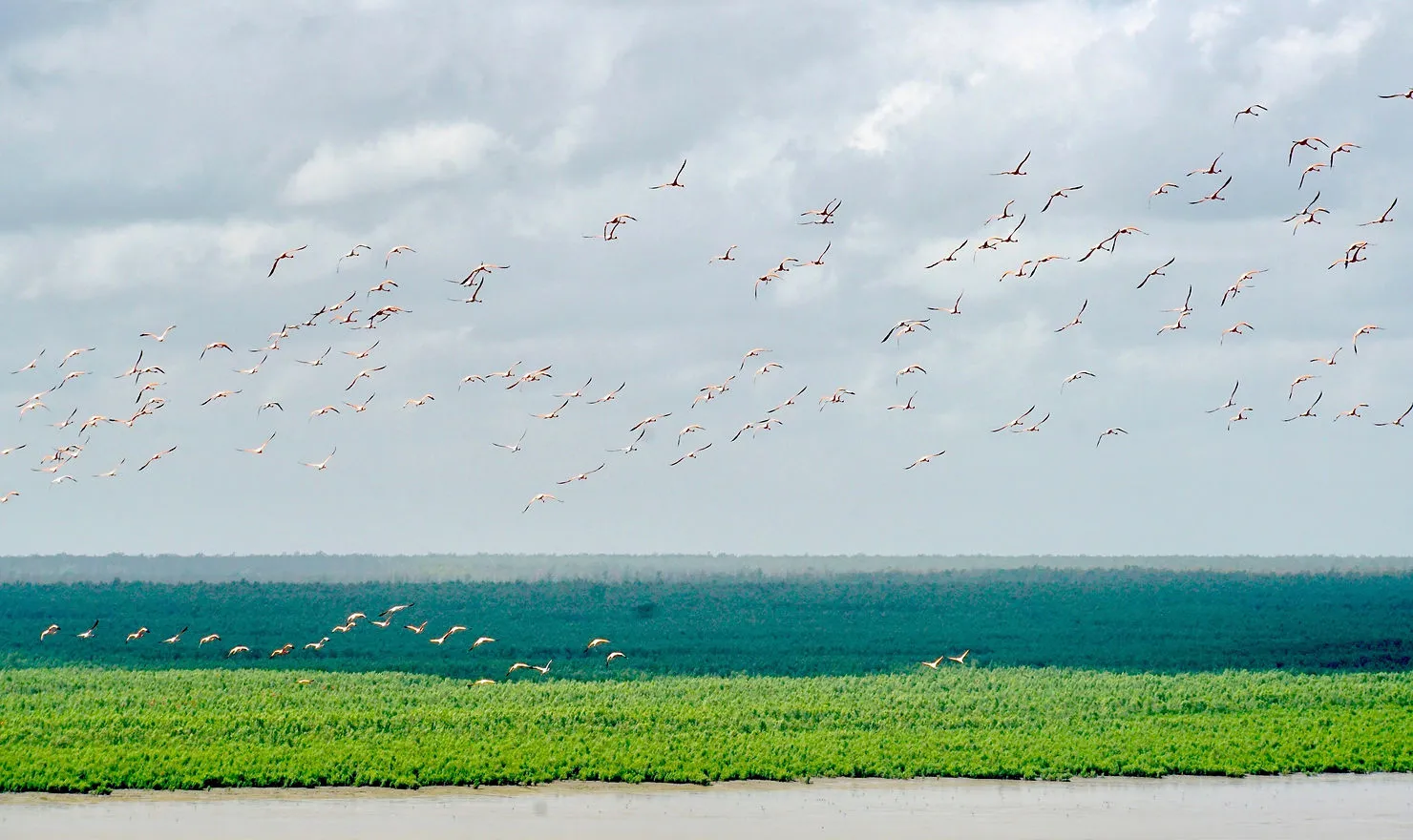 Eaux boueuses de l'estuaire