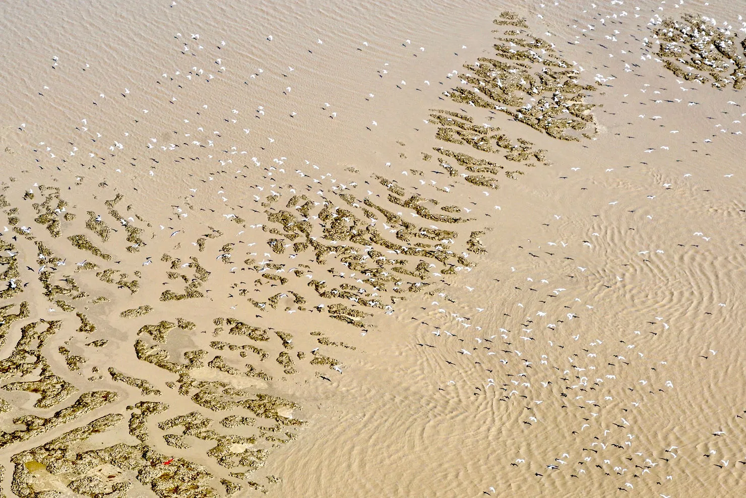 Sites de ponte des tortues