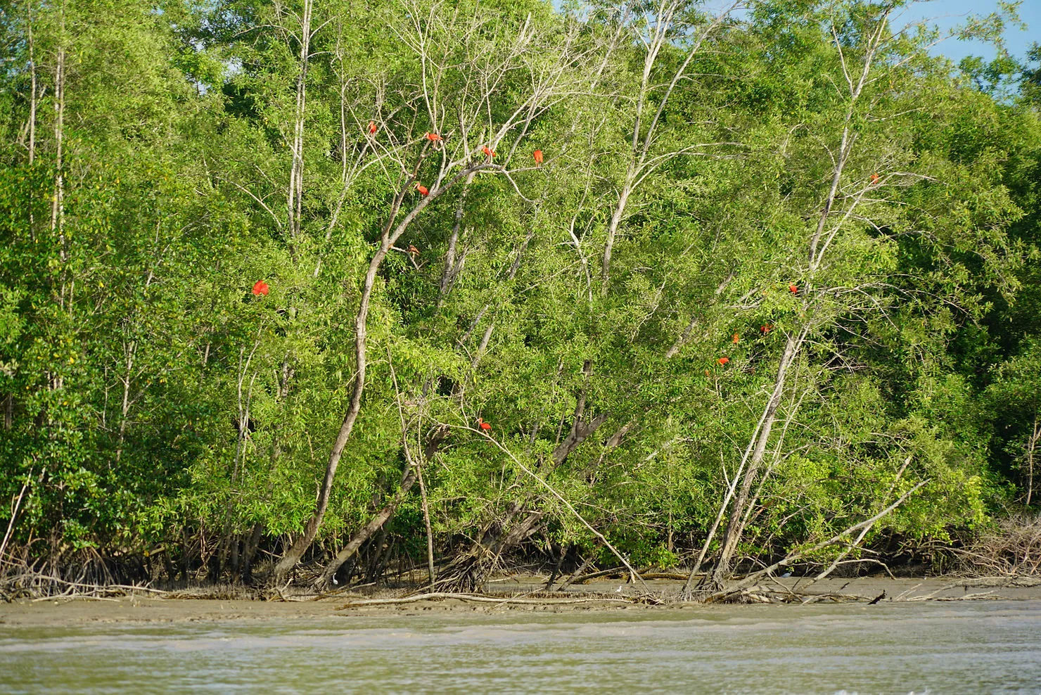 Mangrove et érosion côtière