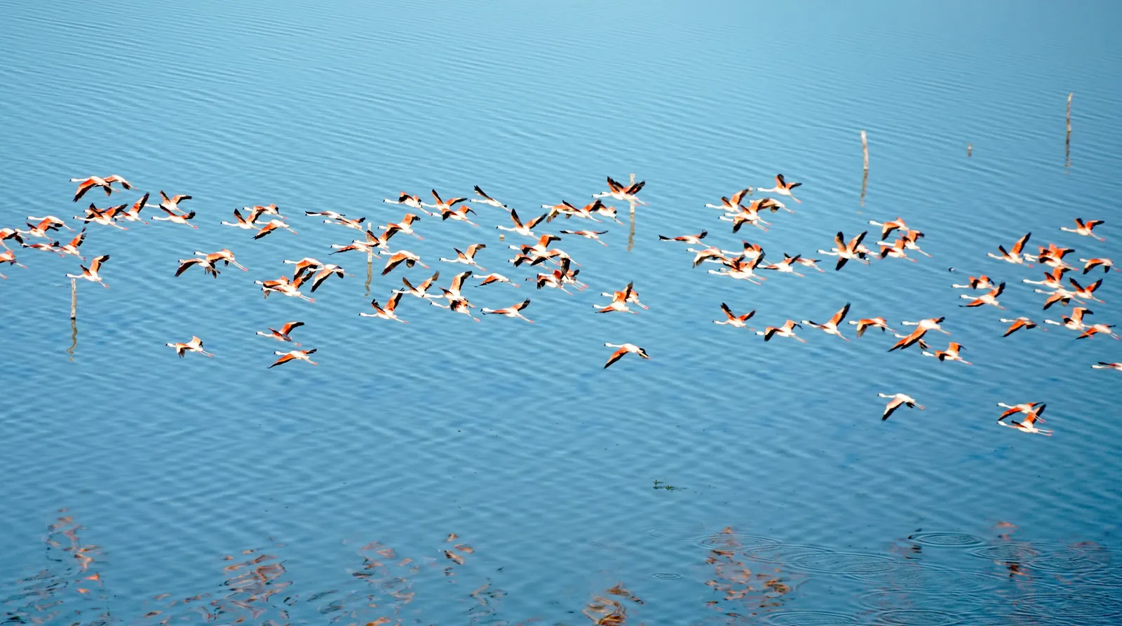 Biodiversité